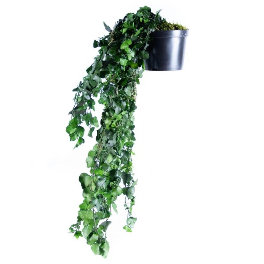  Plante Naturelle Stabilisée Lierre Tombant - Plante Stabilisée - Plante D'intérieur - 30 Cm