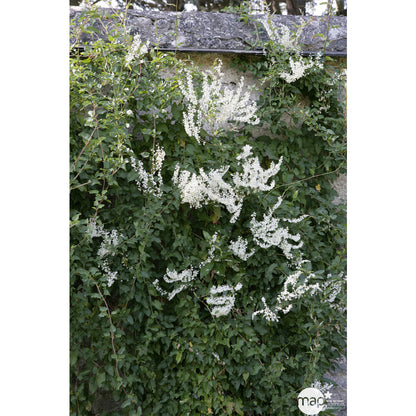  Polygonum Aubertii, Ctr De 4 Litres