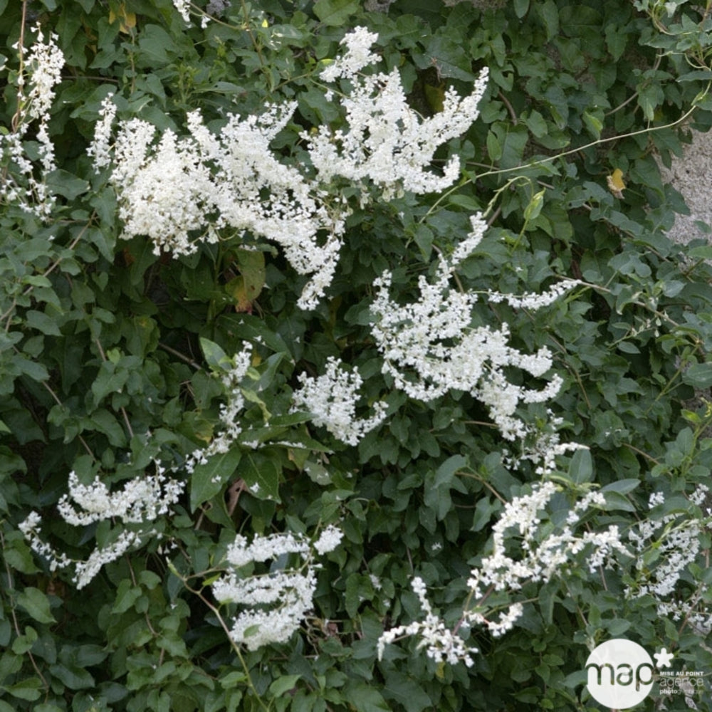  Polygonum Aubertii, Ctr De 4 Litres