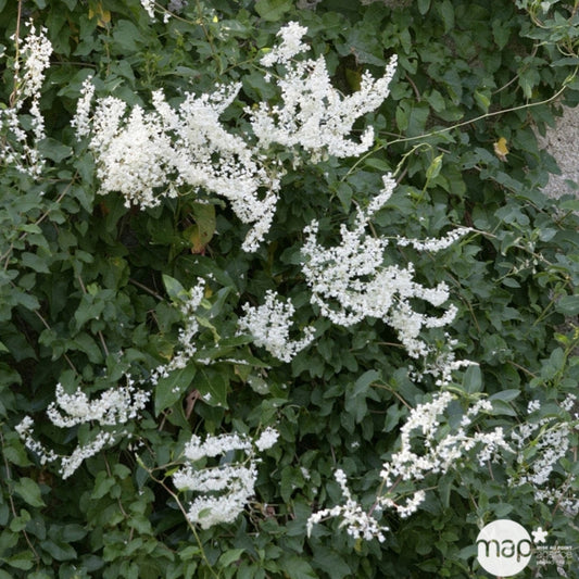  Polygonum Aubertii, Ctr De 4 Litres