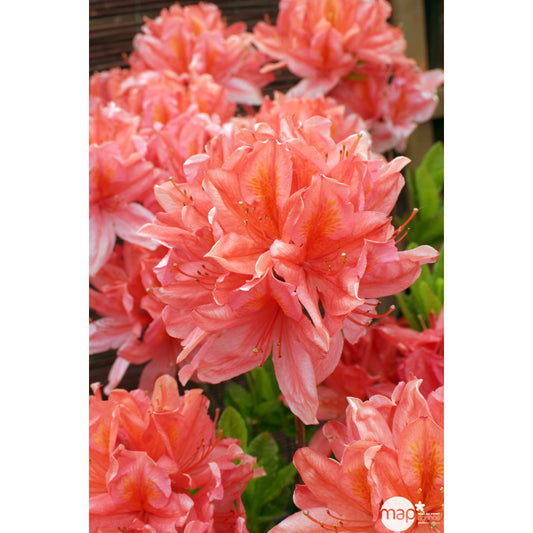  Azalea Mollis : Arbuste, Ctr 12L, 70/80 Cm
