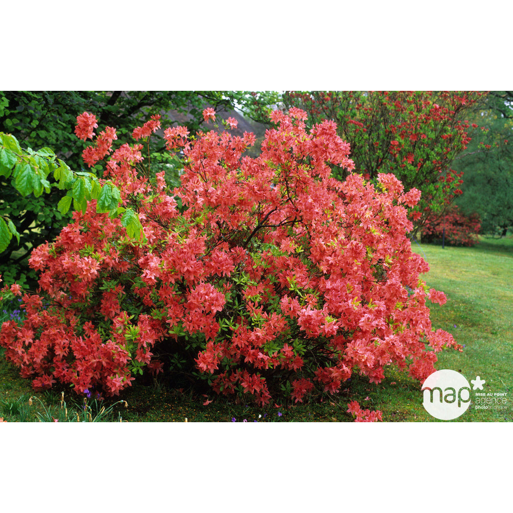  Azalea Mollis : Arbuste, Ctr 12L, 70/80 Cm