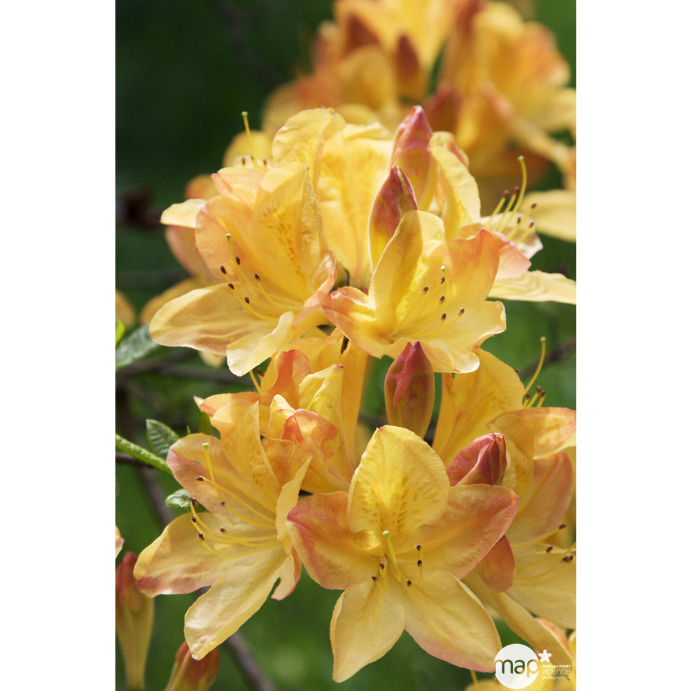  Azalea Mollis : Arbuste, Ctr 12L, 70/80 Cm