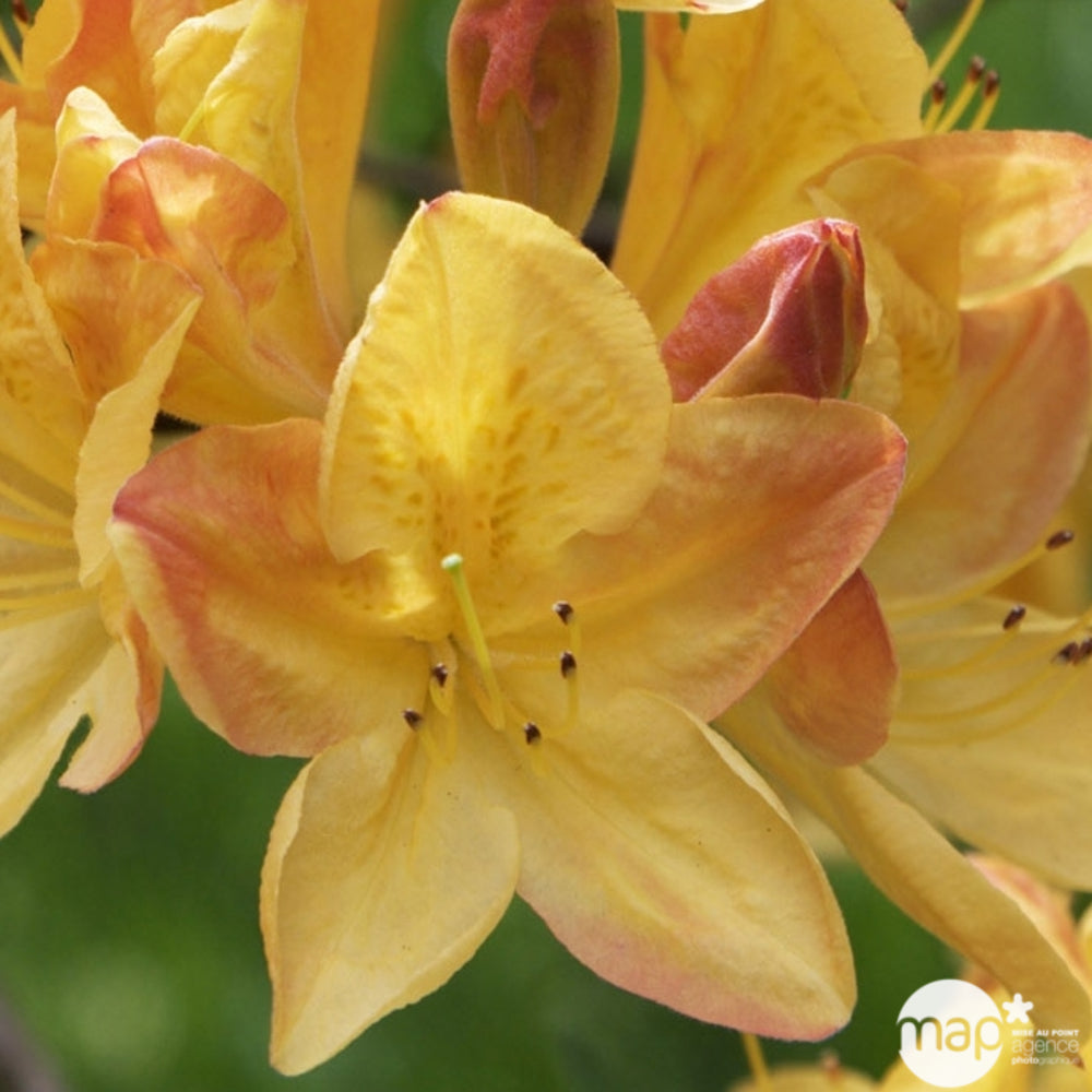  Azalea Mollis : Arbuste, Ctr 12L, 70/80 Cm