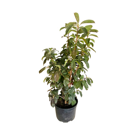  Azalea Mollis : Arbuste, Ctr 12L, 70/80 Cm