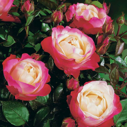  Rosier Buisson Nostalgie ® - Le Pot / 4l / Hauteur Livrée 15-40cm