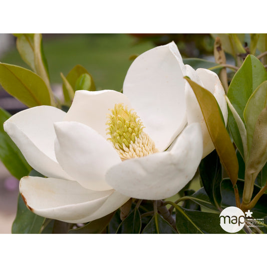  Magnolia Grandiflora 'Alta' : Pot De 3.5L