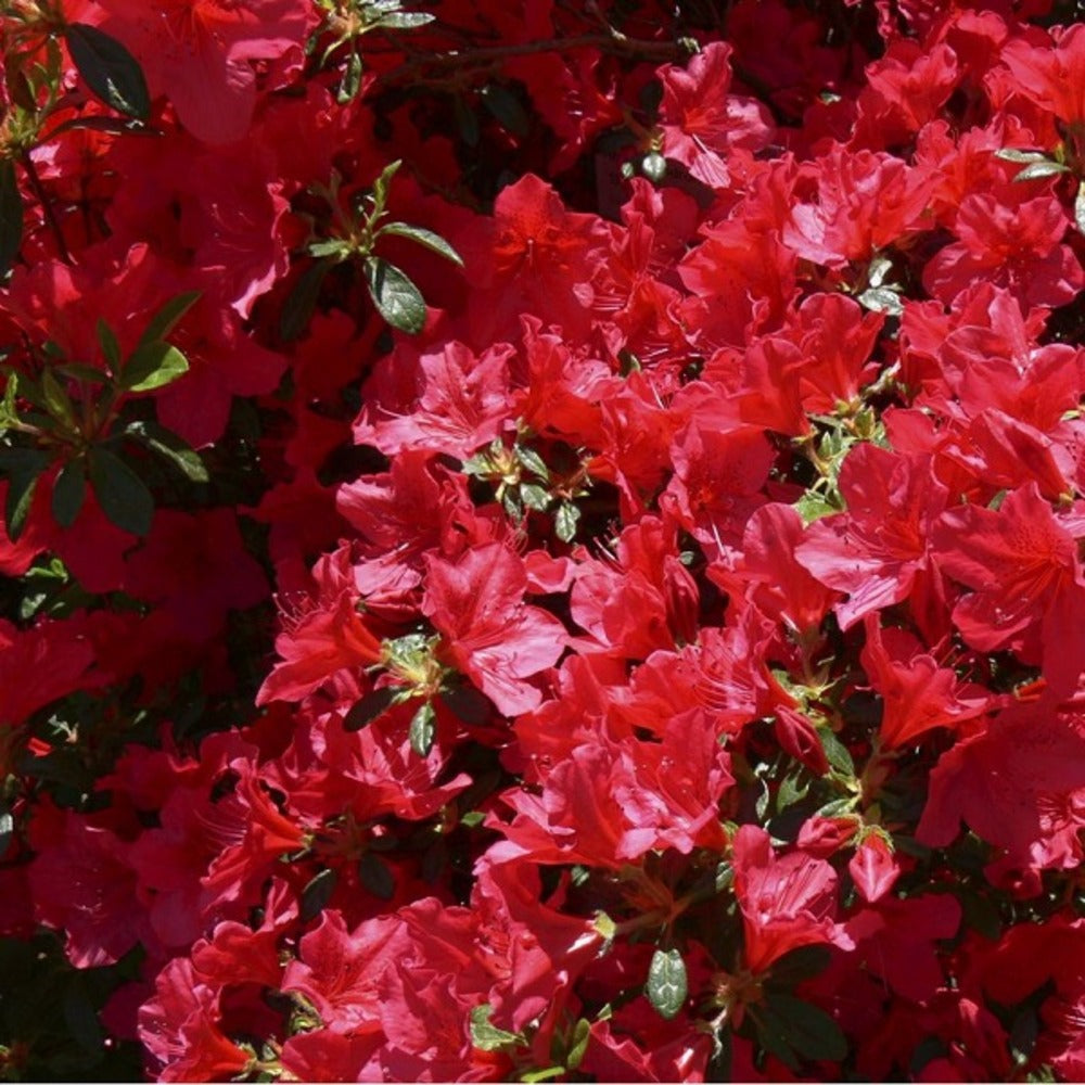  2 X Azalée Japonaise Rouge - Azalea Japonica Rood - 25-30 Cm Pot