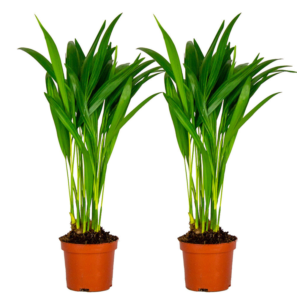  Lot De 2 - Dypsis Lutescens - Palmier Areca - Plantes D’intérieur - Hauteur 20-30 Cm - Pot 10,5 Cm