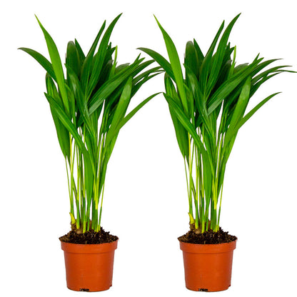  Lot De 2 - Dypsis Lutescens - Palmier Areca - Plantes D’intérieur - Hauteur 20-30 Cm - Pot 10,5 Cm
