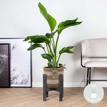  Strelitzia Nicolai - Oiseau De Paradis - 80-100 Cm De Haut - Panier En Jute 21 Cm
