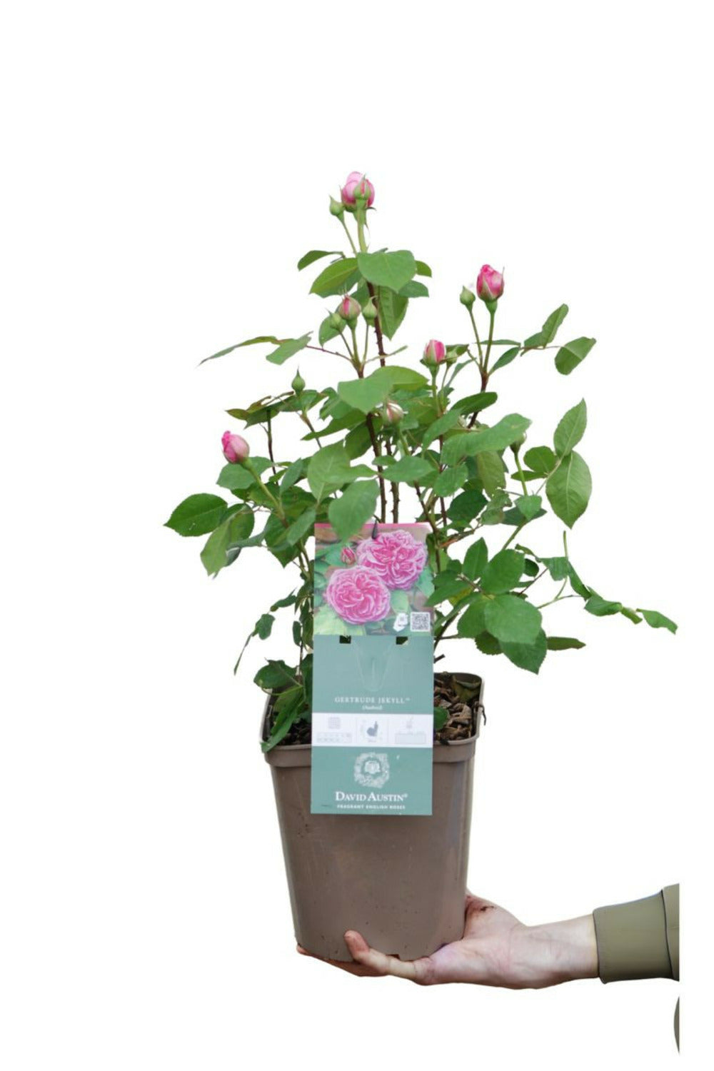  Rosier David Austin' Gertrude Jekyll ?' - En Pot De 5 Litres