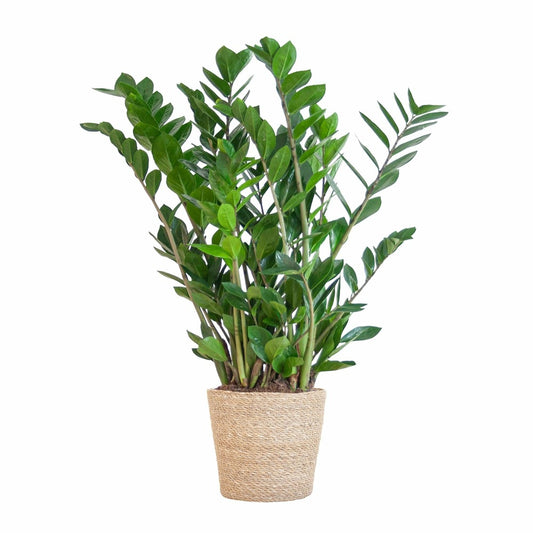  Zamioculcas Zamiifolia Et Son Pot Panier Naturel - Hauteur 80cm