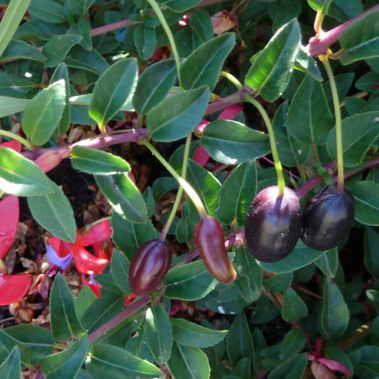  Fuchsia Comestible Reitzii'/[-]godet - 5/10 Cm