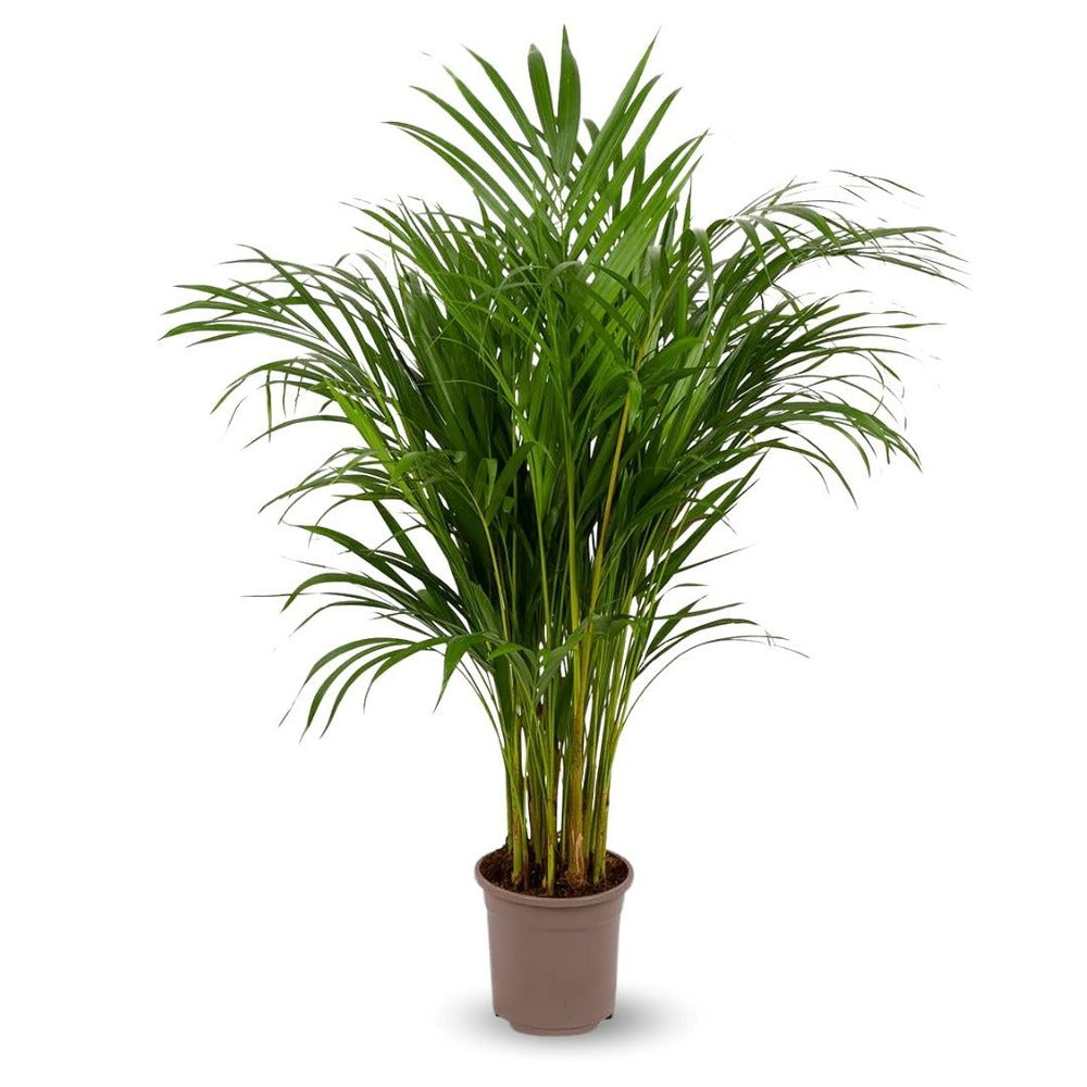  Areca - Dypsis Lutescens - Palmier D'intérieur - ↕ 100-110 Cm - ⌀ 19 Cm - Purificateur D'air