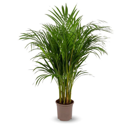  Areca - Dypsis Lutescens - Palmier D'intérieur - ↕ 100-110 Cm - ⌀ 19 Cm - Purificateur D'air