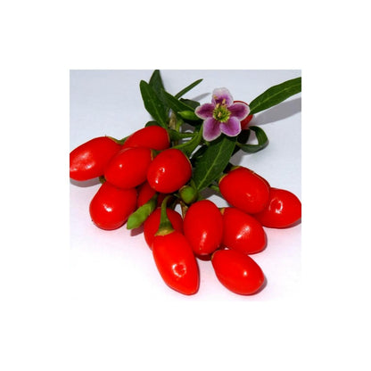  Baie De Goji Princess Tao® 'fpw03'/[-]pot De 3l - Echelle Bambou 60/120 Cm