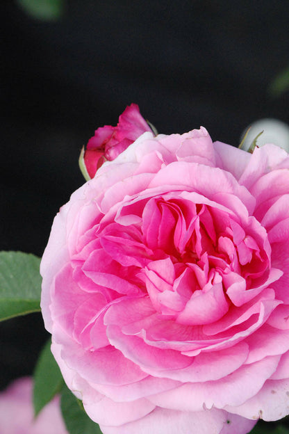  Rosier David Austin' Gertrude Jekyll ?' - En Pot De 5 Litres