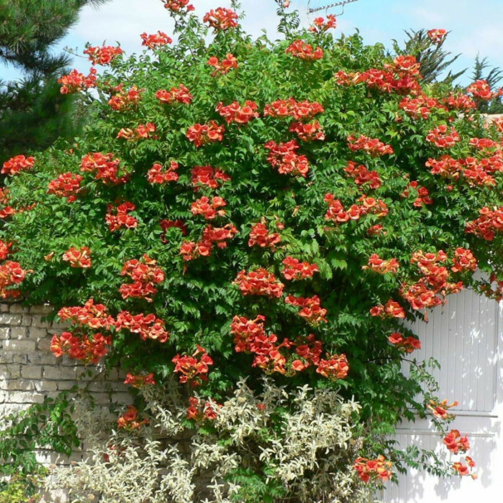  Bignone X Tagliabuana Madame Galen/[-]pot De 3l - Echelle Bambou 60/120 Cm