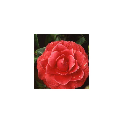  Camellia 'Black Lace' : H 40/50 Cm, Ctr 3 Litres