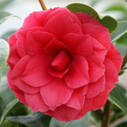  Camellia 'Black Lace' : H 40/50 Cm, Ctr 3 Litres