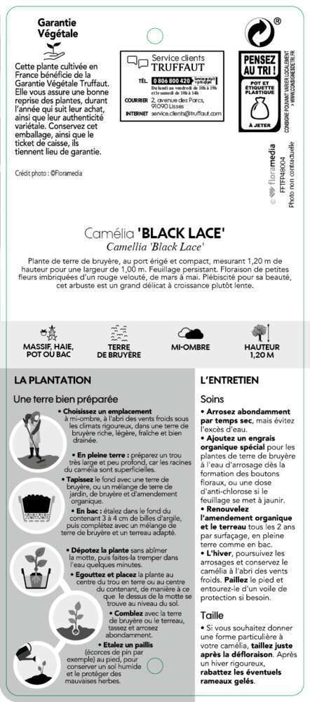 Camellia 'Black Lace' : H 40/50 Cm, Ctr 3 Litres