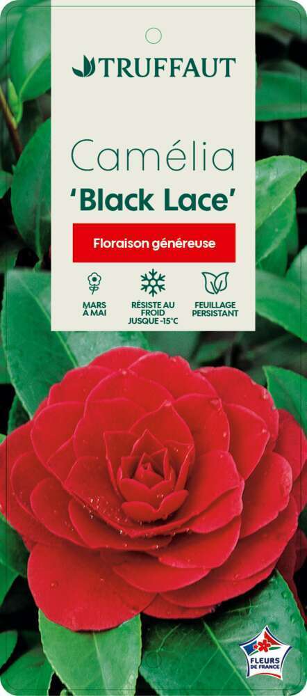  Camellia 'Black Lace' : H 40/50 Cm, Ctr 3 Litres
