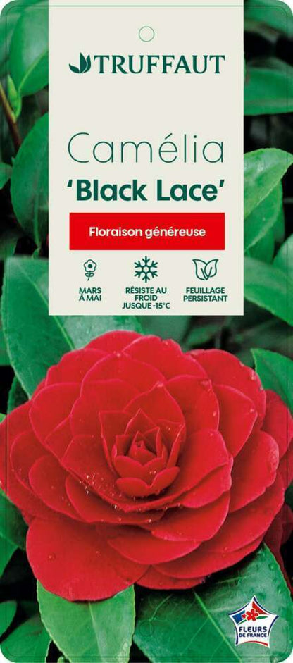  Camellia 'Black Lace' : H 40/50 Cm, Ctr 3 Litres