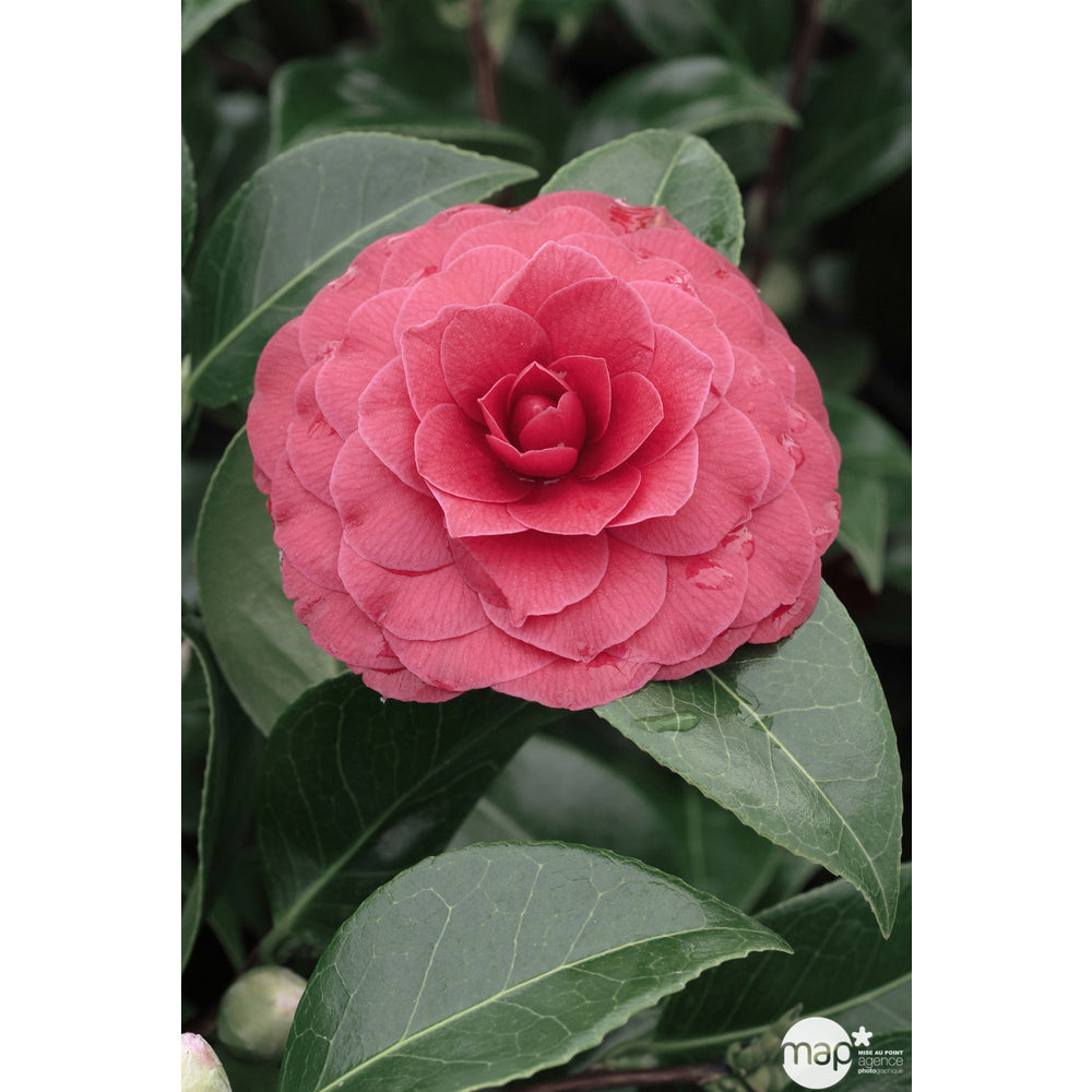  Camellia 'Black Lace' : H 40/50 Cm, Ctr 3 Litres