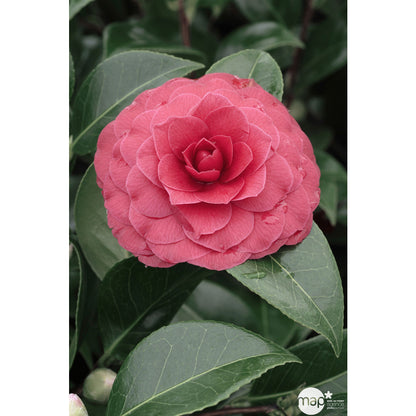  Camellia 'Black Lace' : H 40/50 Cm, Ctr 3 Litres