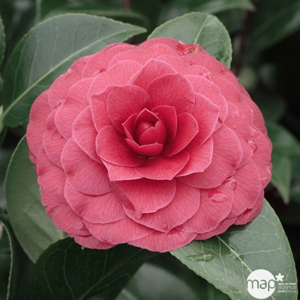  Camellia 'Black Lace' : H 40/50 Cm, Ctr 3 Litres
