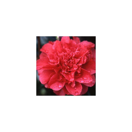  Camellia 'Volcano' : H 40/50 Cm, Ctr 3 Litres