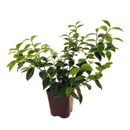  Camellia 'Volcano' : H 40/50 Cm, Ctr 3 Litres