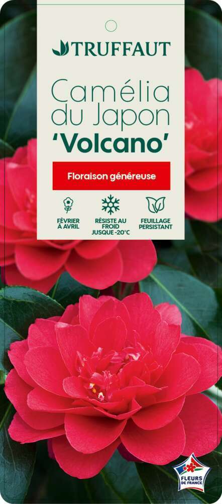  Camellia 'Volcano' : H 40/50 Cm, Ctr 3 Litres