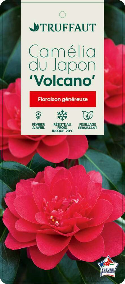  Camellia 'Volcano' : H 40/50 Cm, Ctr 3 Litres