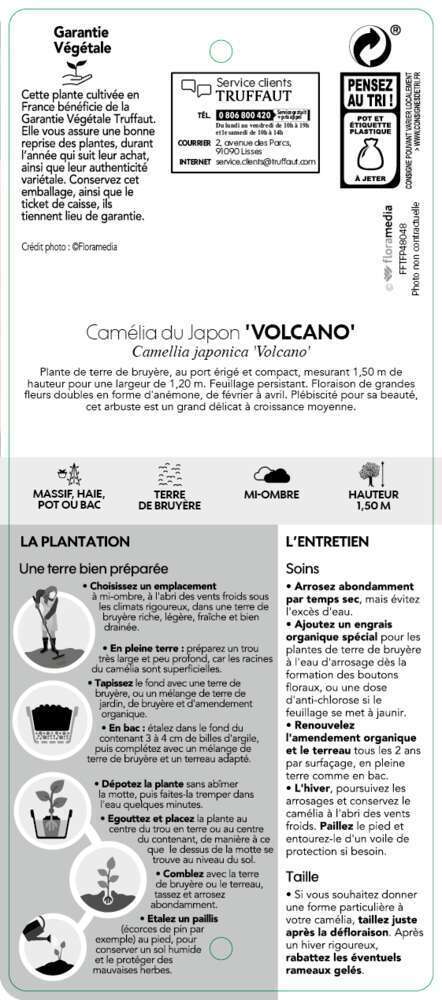  Camellia 'Volcano' : H 40/50 Cm, Ctr 3 Litres