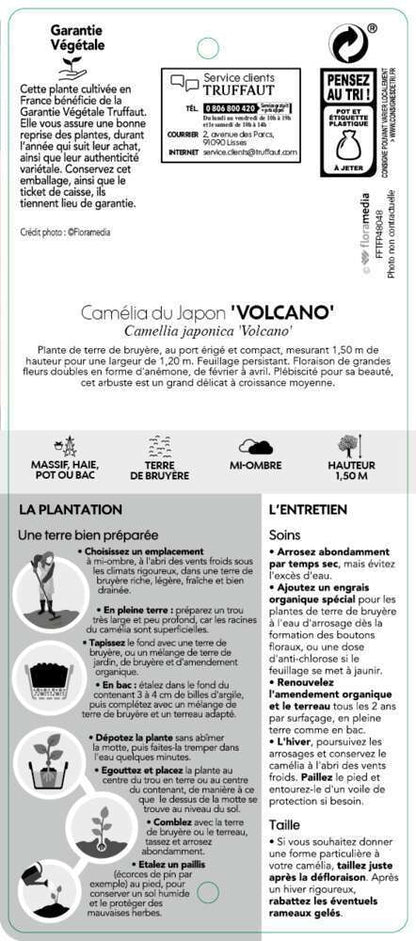  Camellia 'Volcano' : H 40/50 Cm, Ctr 3 Litres