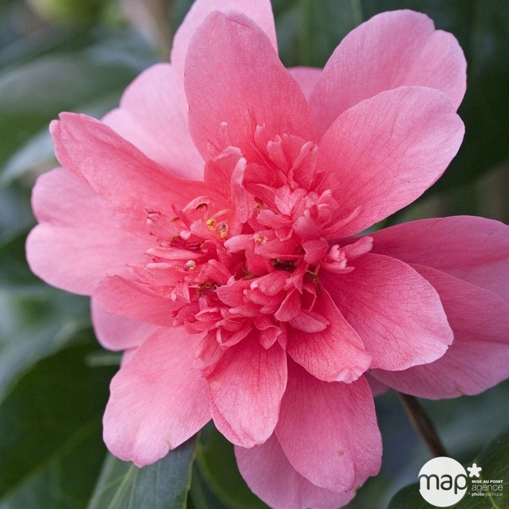  Camellia 'Volcano' : H 40/50 Cm, Ctr 3 Litres
