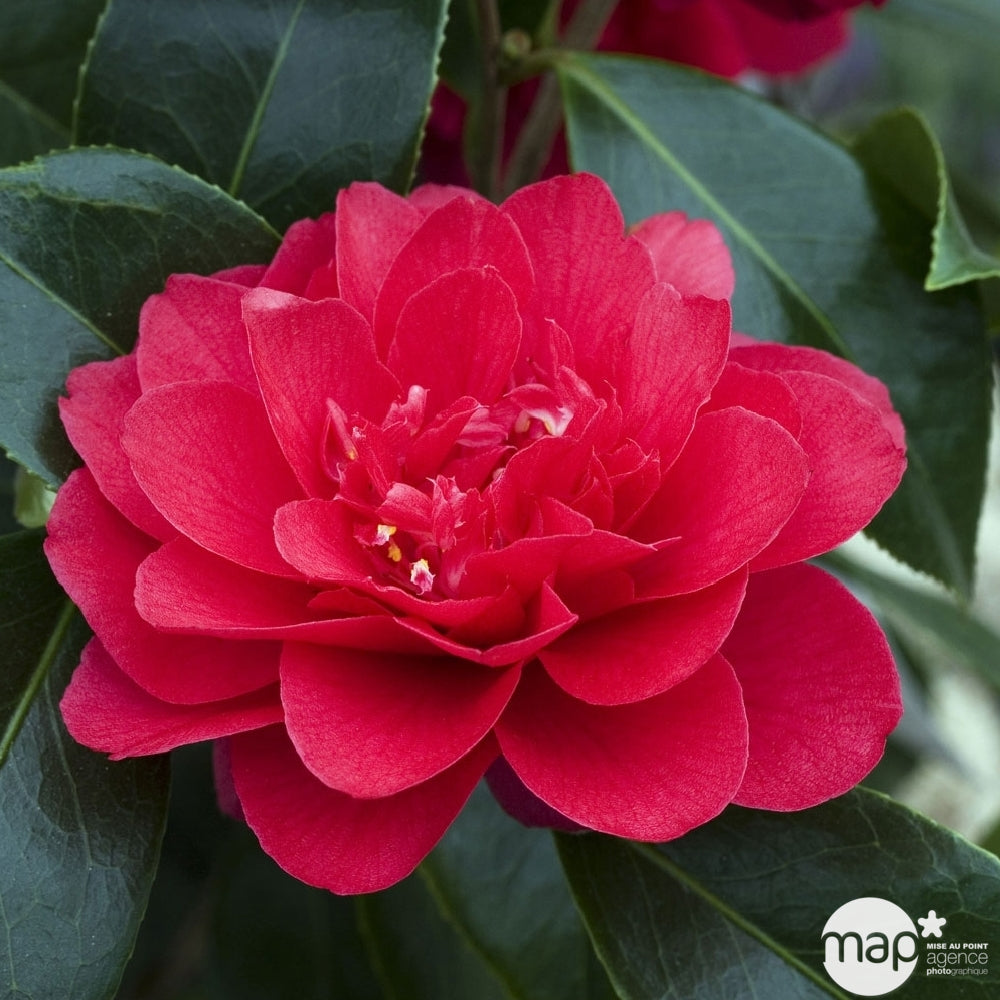  Camellia 'Volcano' : H 40/50 Cm, Ctr 3 Litres