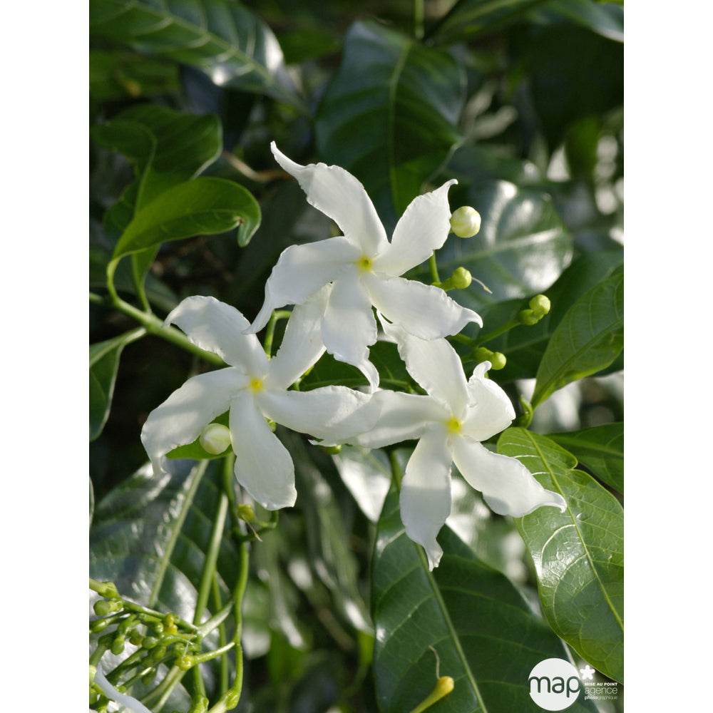  Trachelospermum Jasminoides, H 200 Cm, Ctr De 10 Litres
