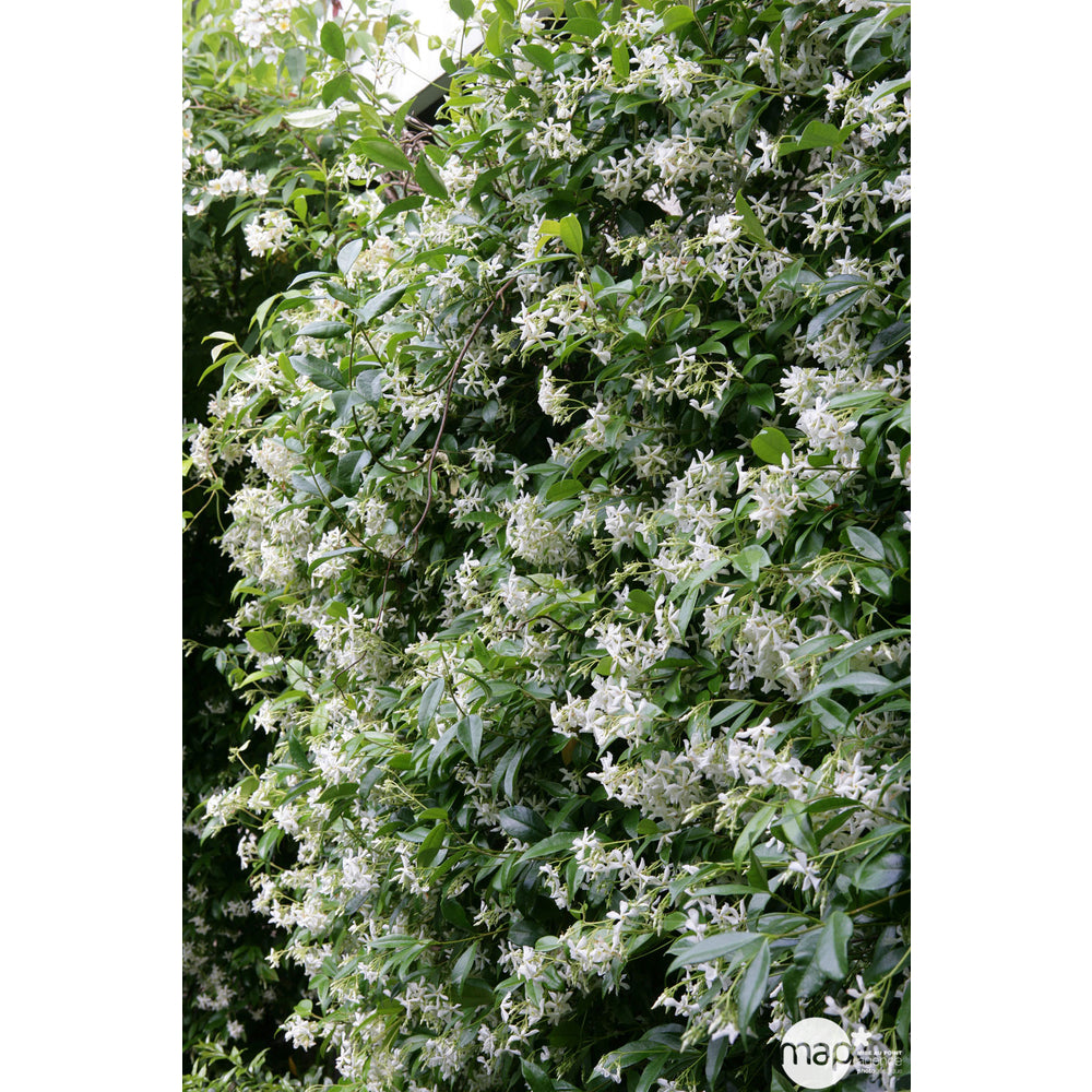  Trachelospermum Jasminoides, H 200 Cm, Ctr De 10 Litres
