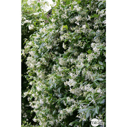  Trachelospermum Jasminoides, H 200 Cm, Ctr De 10 Litres
