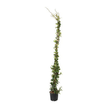  Trachelospermum Jasminoides, H 200 Cm, Ctr De 10 Litres