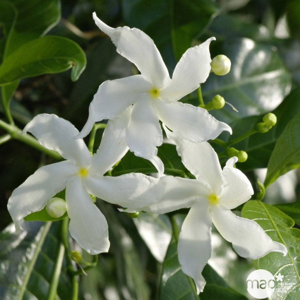  Trachelospermum Jasminoides, H 200 Cm, Ctr De 10 Litres