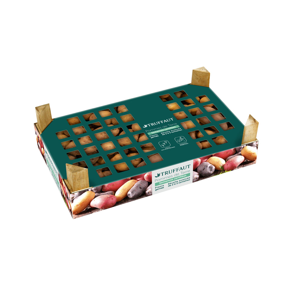  Plants De Pommes De Terre 'Monalisa' En Clayette X100