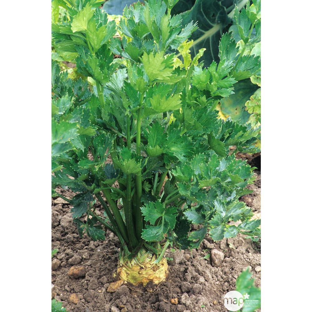  Plants De Céleris-rave 'Monarch' : Barquette De 6 Plants