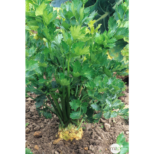  Plants De Céleris-rave 'Monarch' : Barquette De 6 Plants