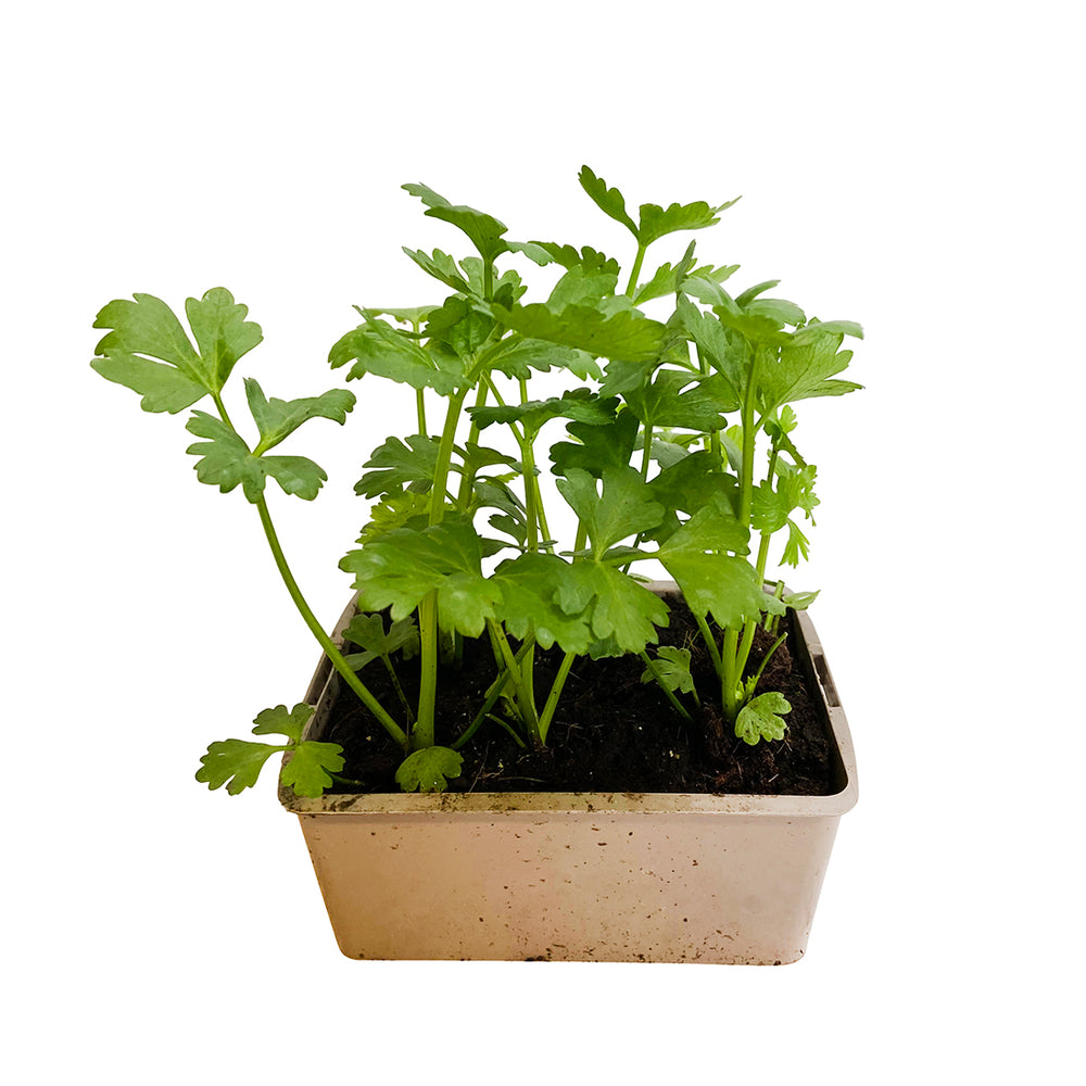  Plants De Céleris-rave 'Monarch' : Barquette De 6 Plants