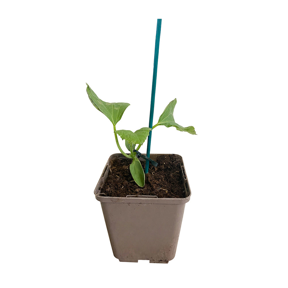  Plant De Melon 'Diego' F1 : Pot De 0,5 Litre