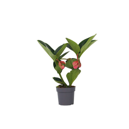  Medinille Magnifique - Medinilla Magnifica - Hauteur 40-50cm - ⌀14cm